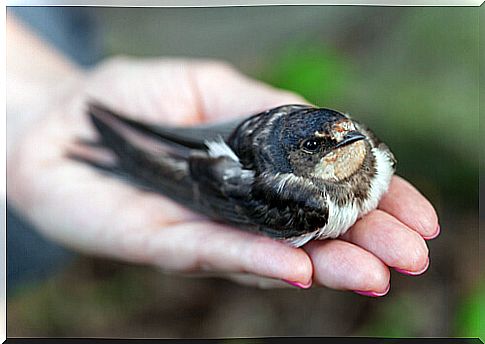 How to know if a bird is sick?