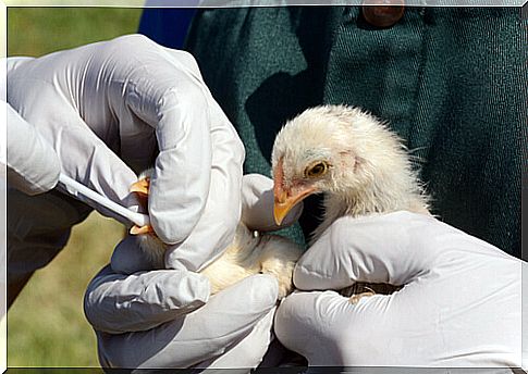 New outbreak of bird flu