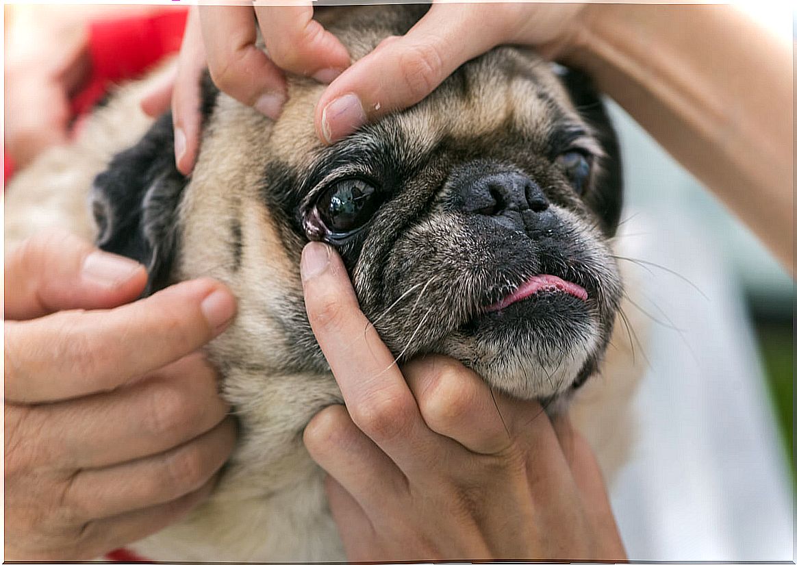 How to properly clean the eyes of dogs