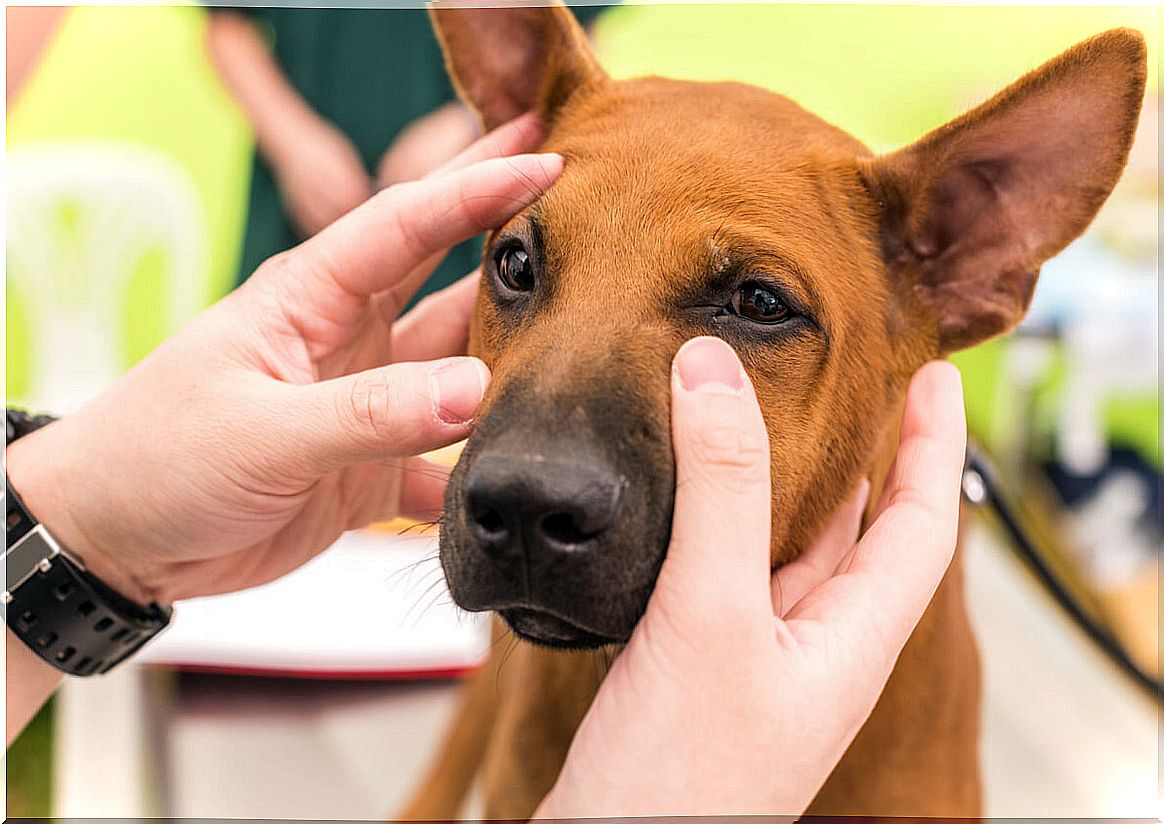 A vet examining a dog's eyes.