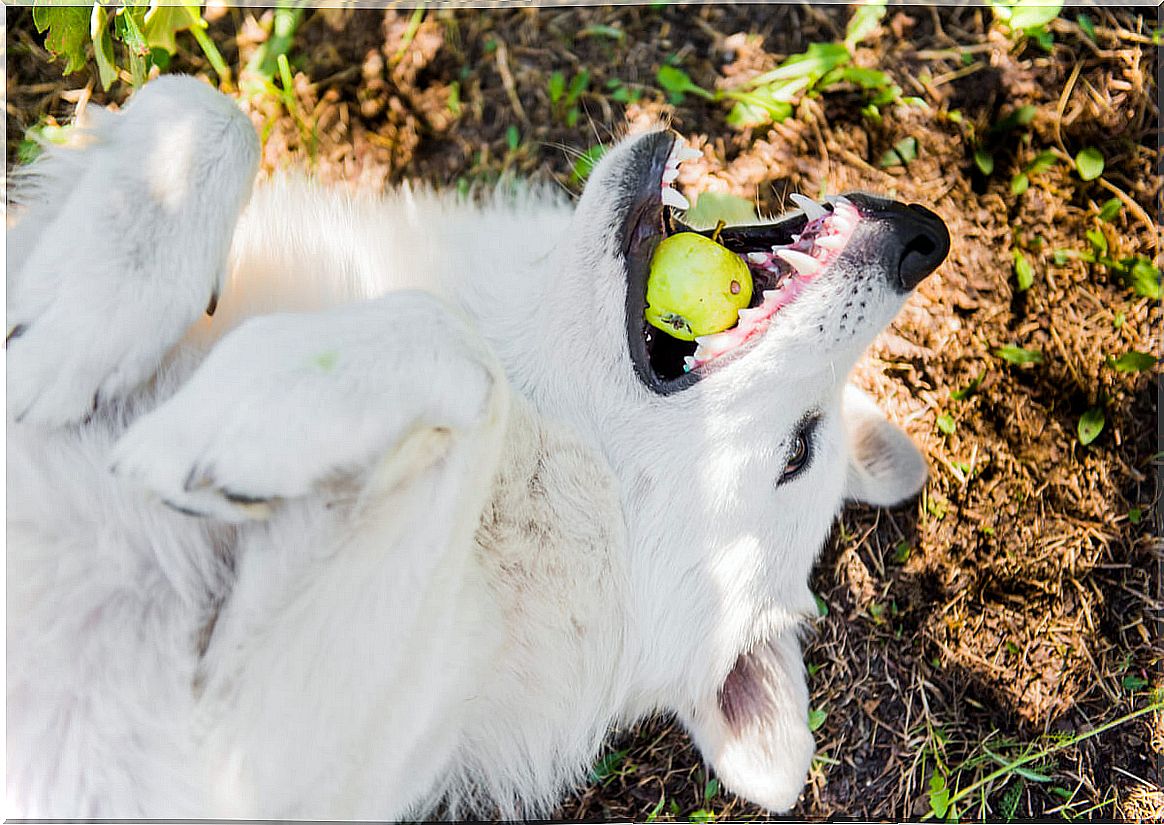 A dog that bites into an apple.