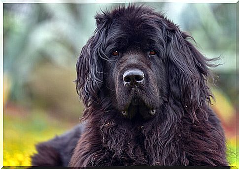 Face of a newfoundland dog