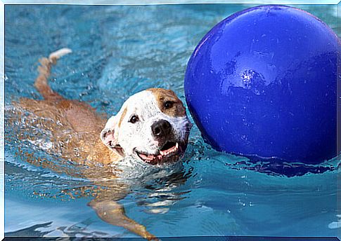 Dog with a ball in the pool