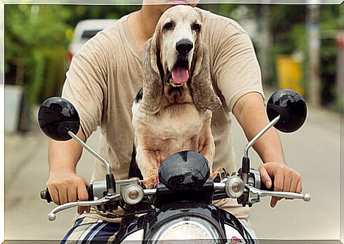 How to travel on a motorcycle with your dog?