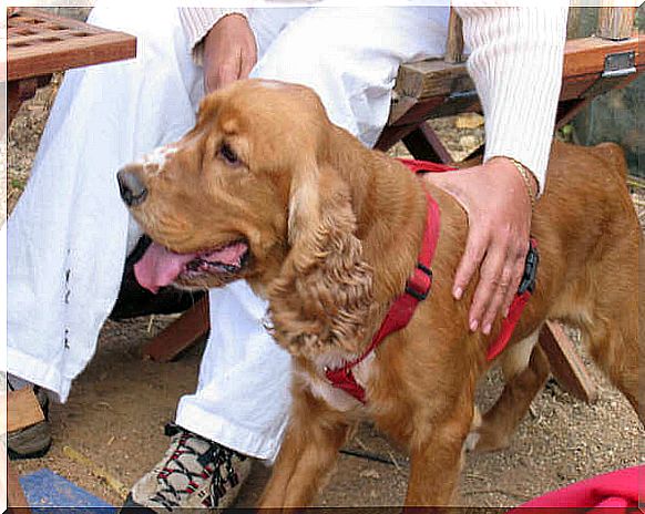 Persona con un perro