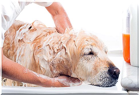 Bathing a dog