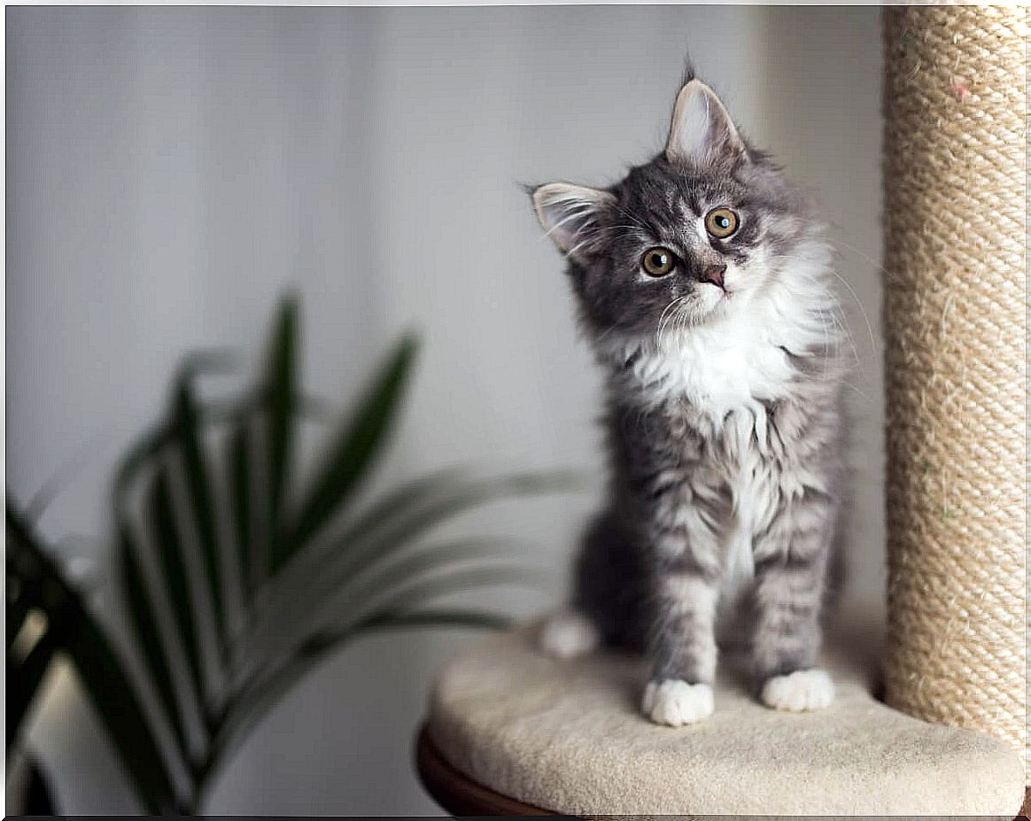 A small cat with long hair.