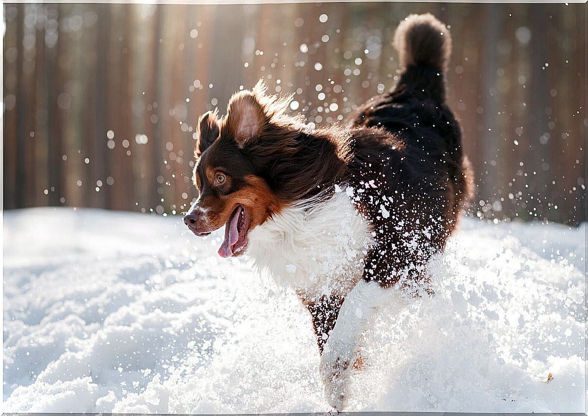 You can walk with a dog in the snow.