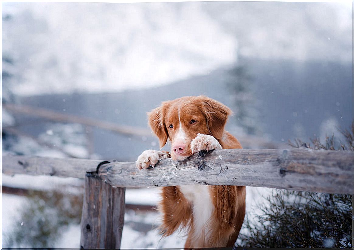 A dog in the snow.