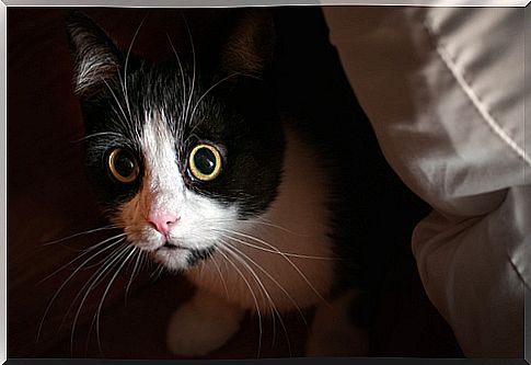 frightened cat