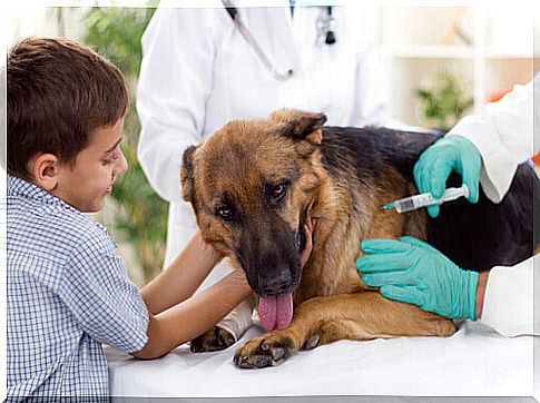 Vaccines for dogs