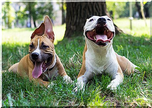 Importance of your dog learning to socialize