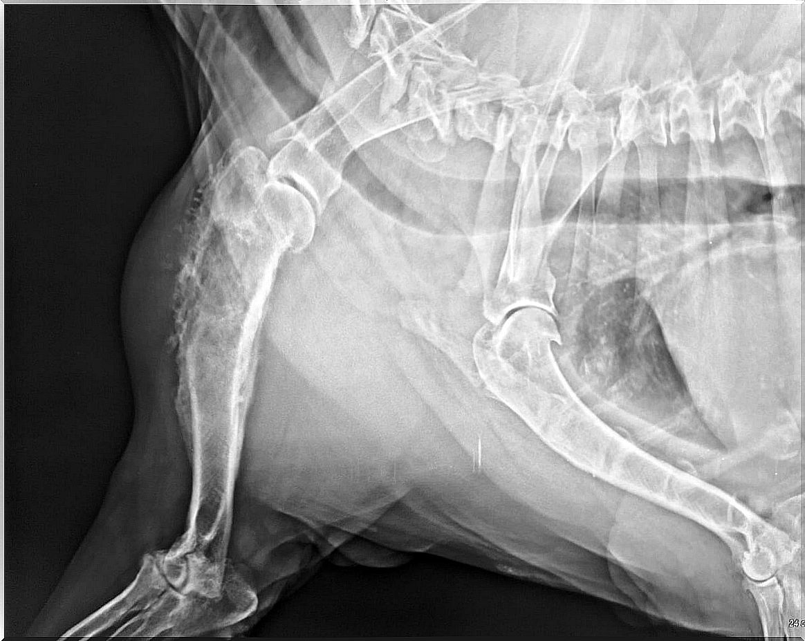 A dog analyzed with X-rays