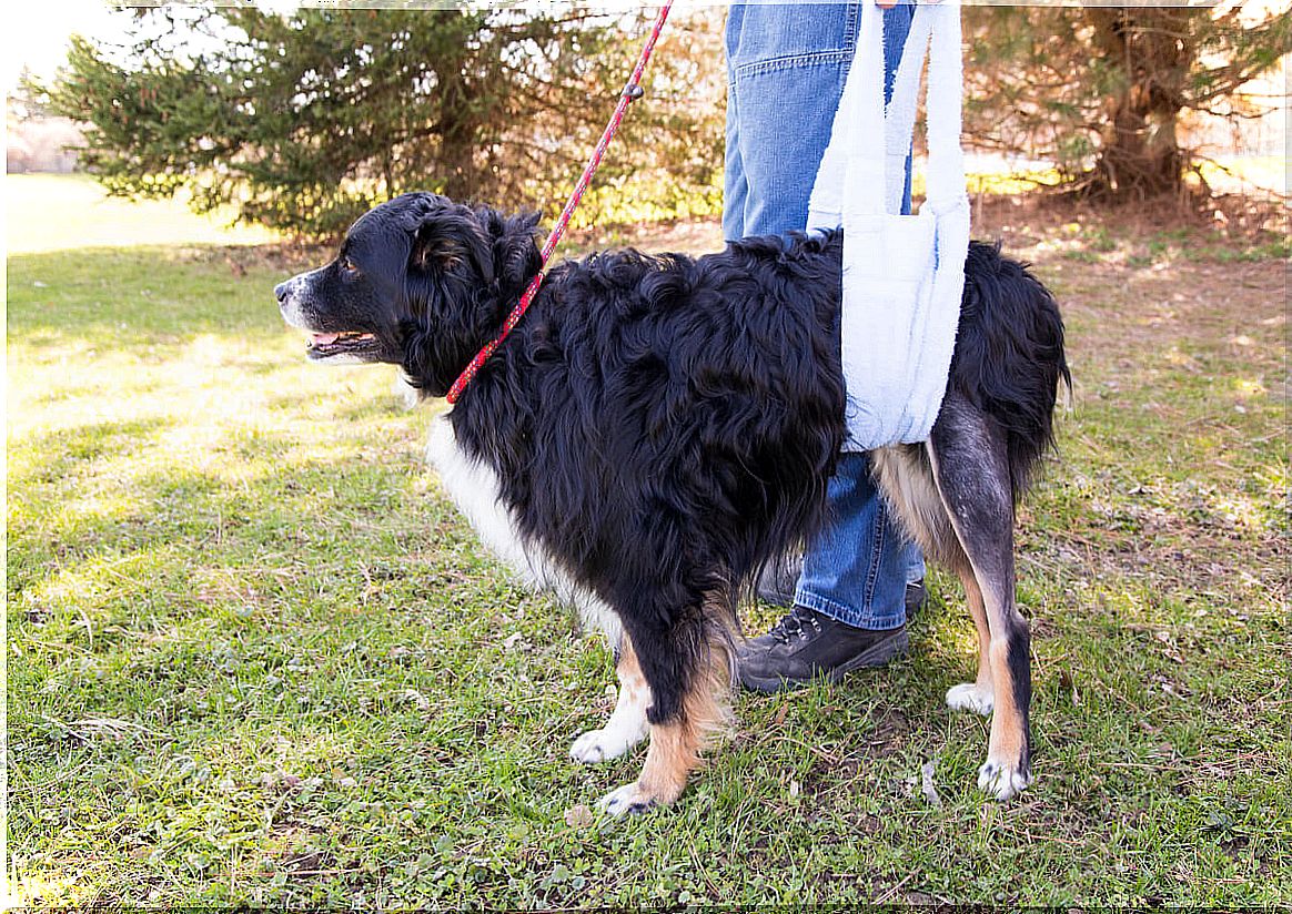 Bursitis in dogs.