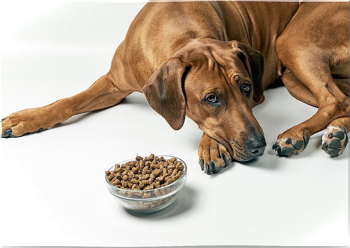 Feeding in dogs with diarrhea.