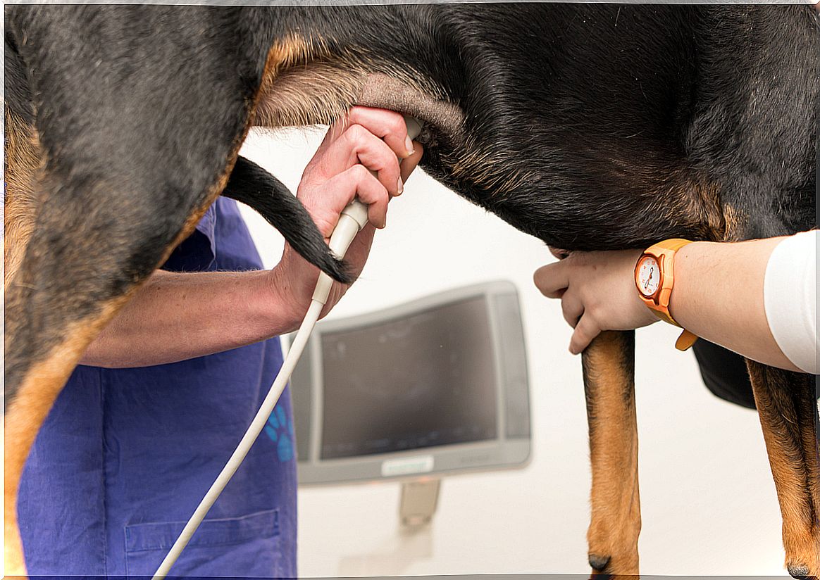 A veterinary intestinal test.