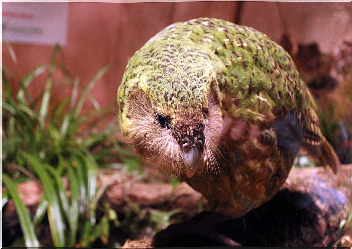 Kakapo: New Zealand's 2020 bird of the year