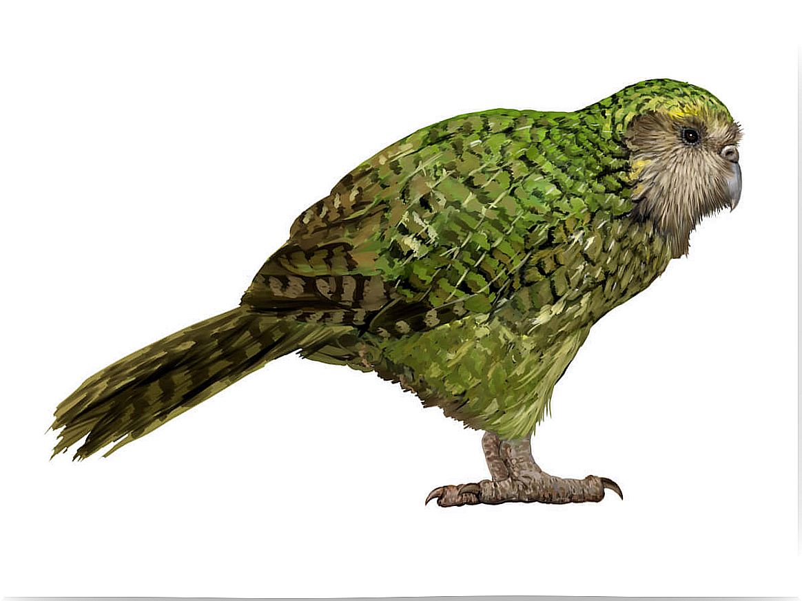 A kakapo on a white background.