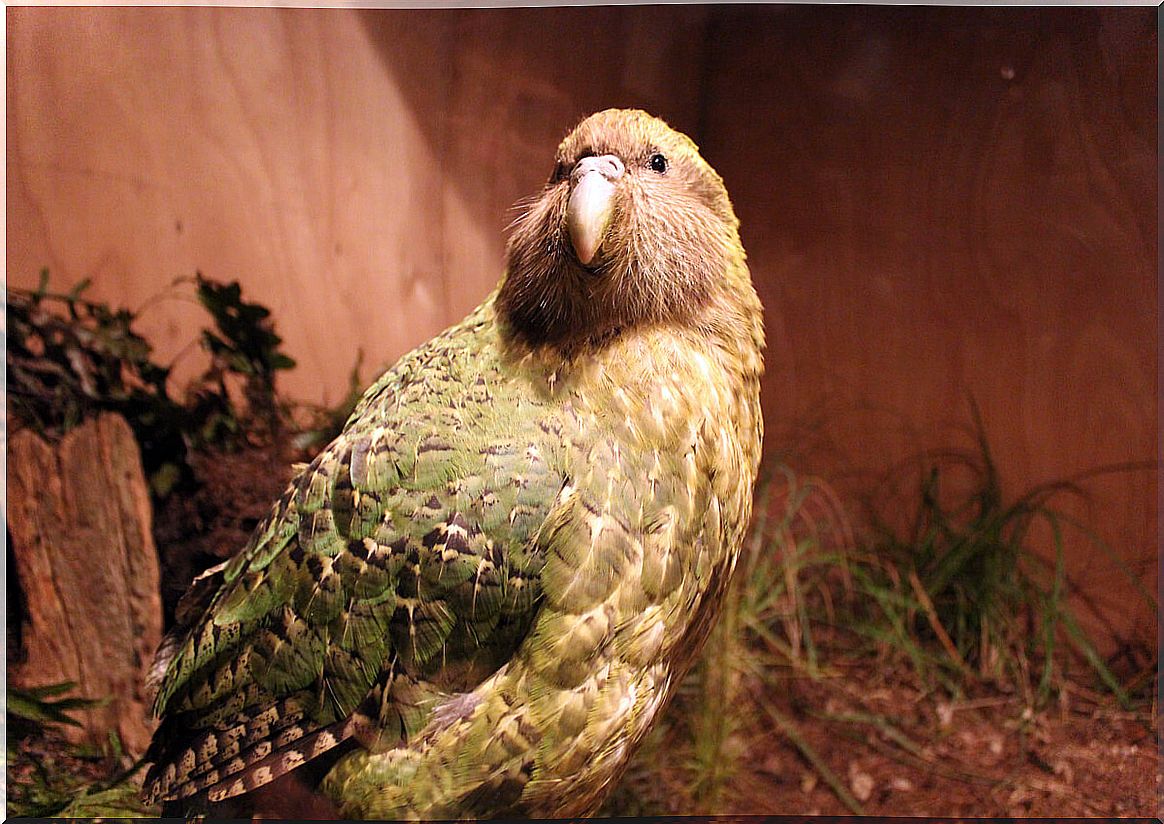 A full-length kakapo.