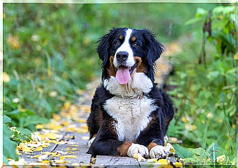 Learn all about the Bernese Mountain Dog