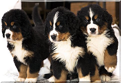 Bernese Mountain Dog 2