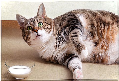 Know the physical problems of sedentary cats