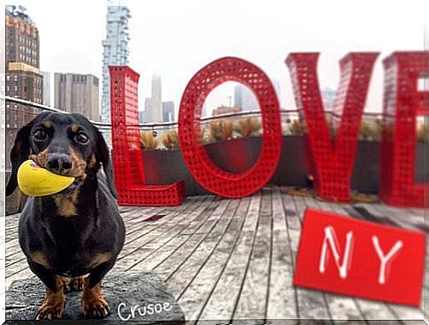 Learn the story of the dachshund that cleans the streets of New York