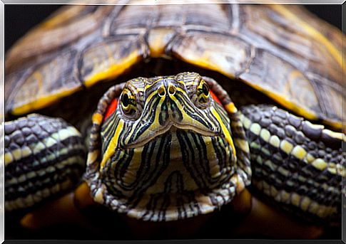 red eared turtle