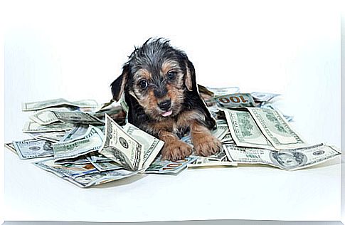 Dog after receiving his inheritance