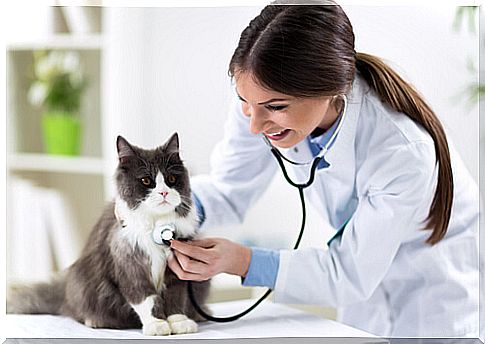 Medical insurance for my cat: is it necessary?