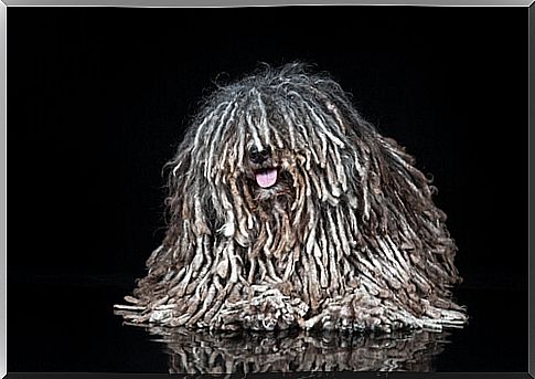 Puli dog with dreadlocks