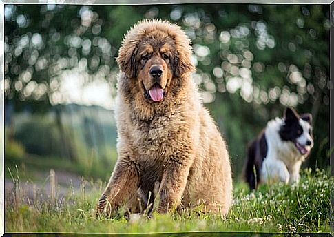 Tibetan mastiff