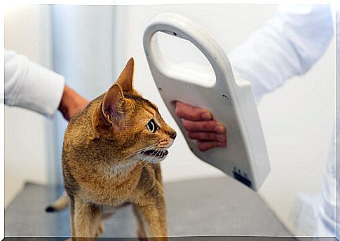 A cat whose microchip is being checked.