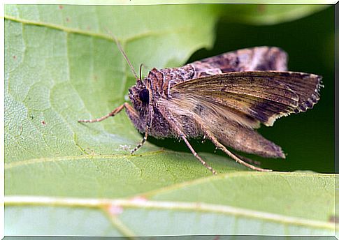 A butterfly that looks like a moth.