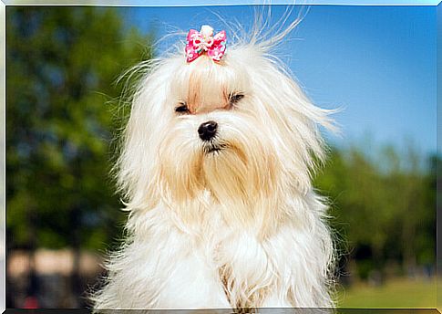 Maltese dog