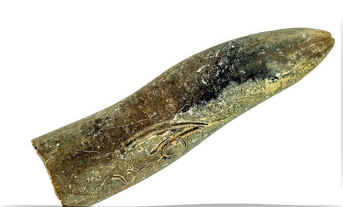 A belemnite fossil.