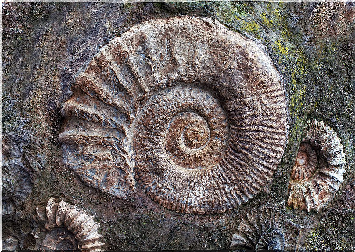 Un fósil de ammonites.