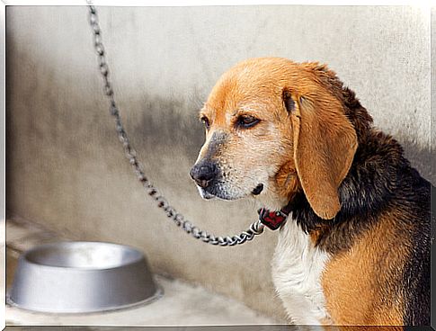 Neighbors of a chained dog jump a wall to save it