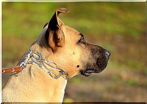 chained dogs