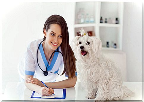 Veterinarian writing prescription with a dog.