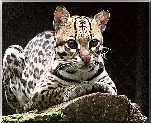 Ocelot: characteristics, behavior and habitat