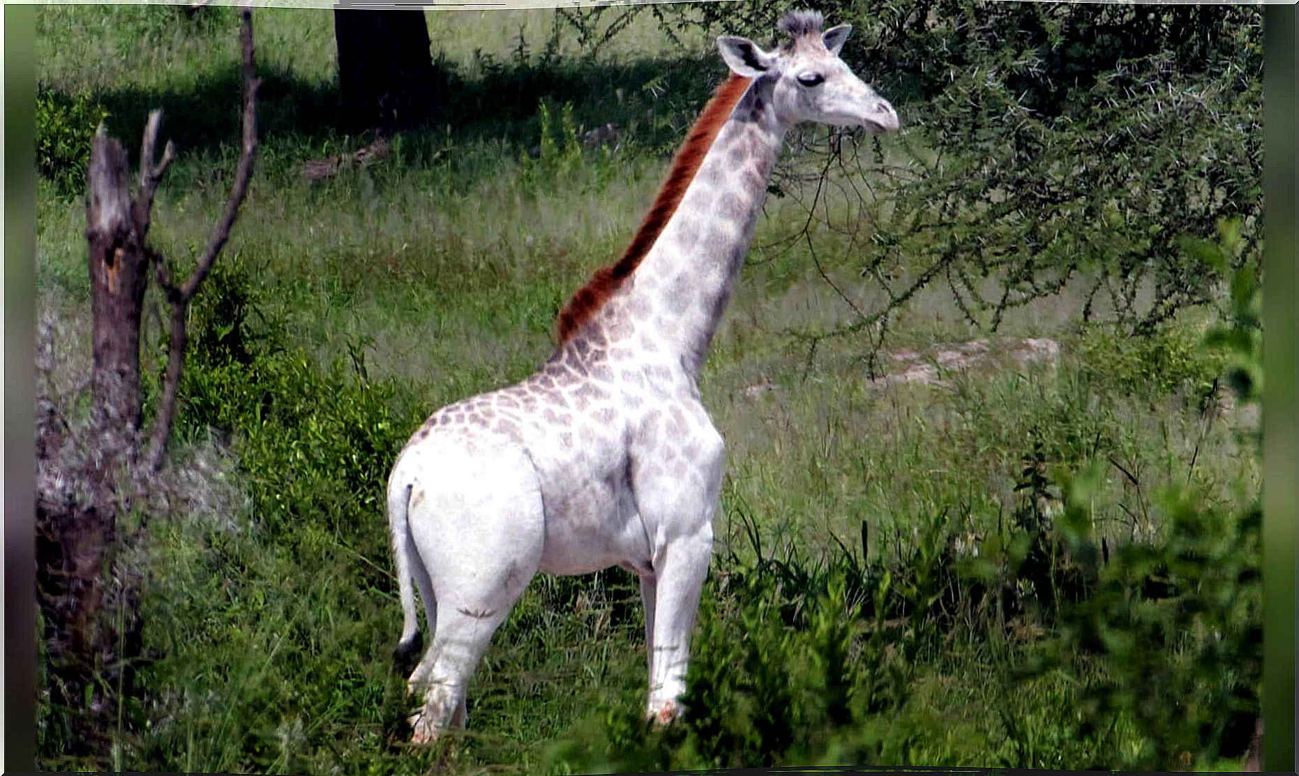 Omo, the first white giraffe that is not albino