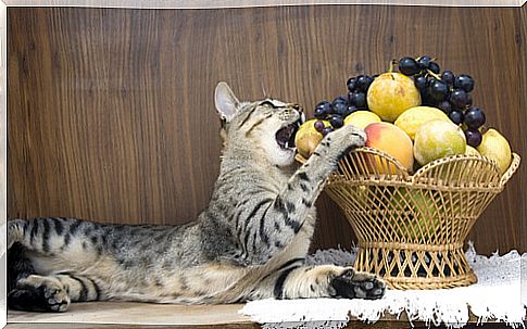 Fruits cats can eat: apple and apricot