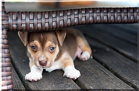 Dog with fear under a chair