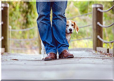 Dog with fear behind his owner