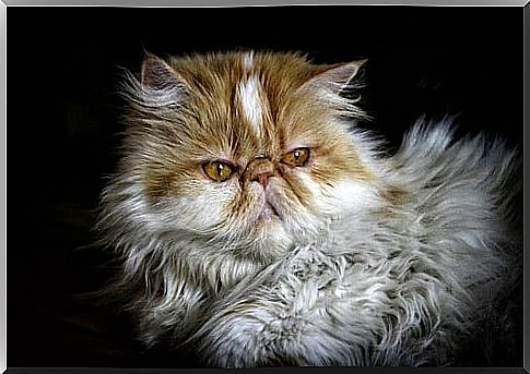 Face of a persian cat 