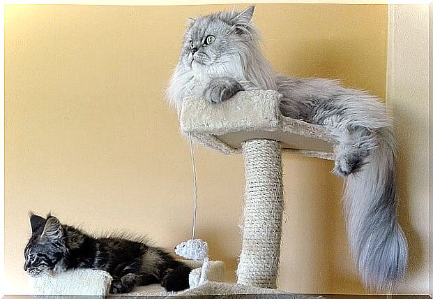 Persian cats resting