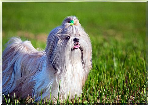 Shih tzu, animals that shed hair