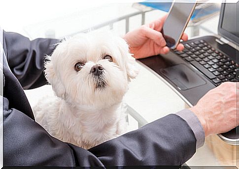 Petfriendly Universities, take your dog to work