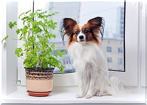 Dog in the window